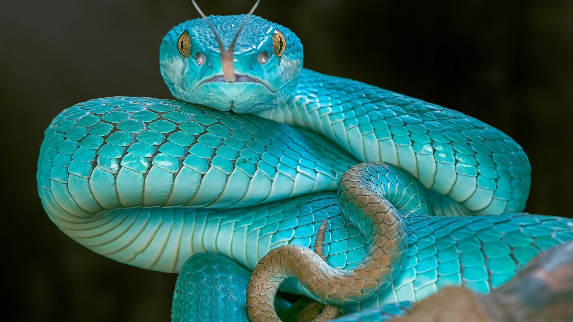 Wallpaper Blue viper snake, reptile