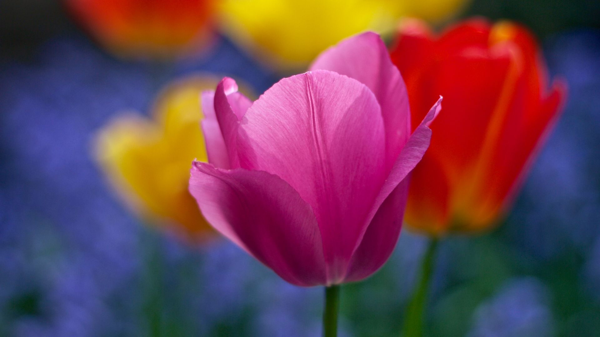 Wallpaper Colorful tulip flowers