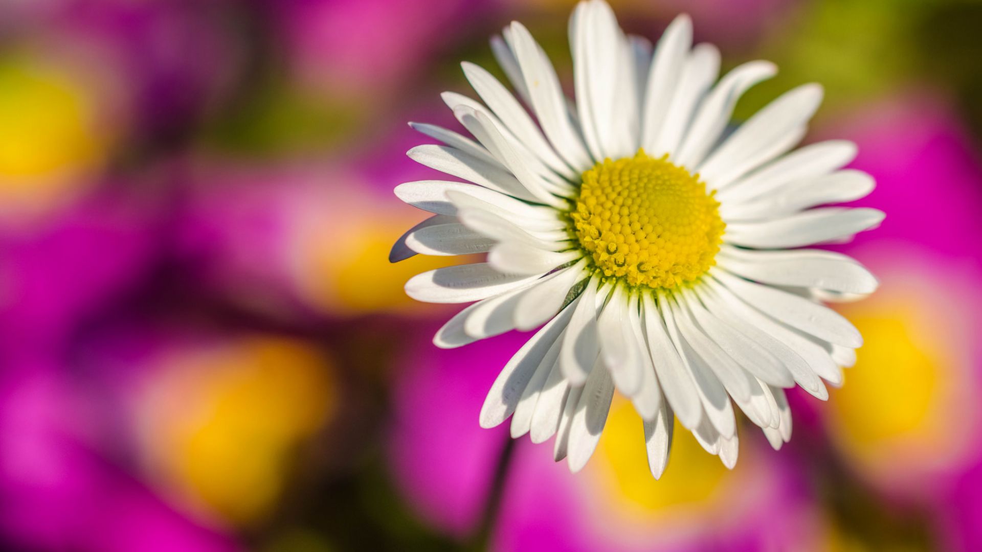Wallpaper White flower, daisy, blur