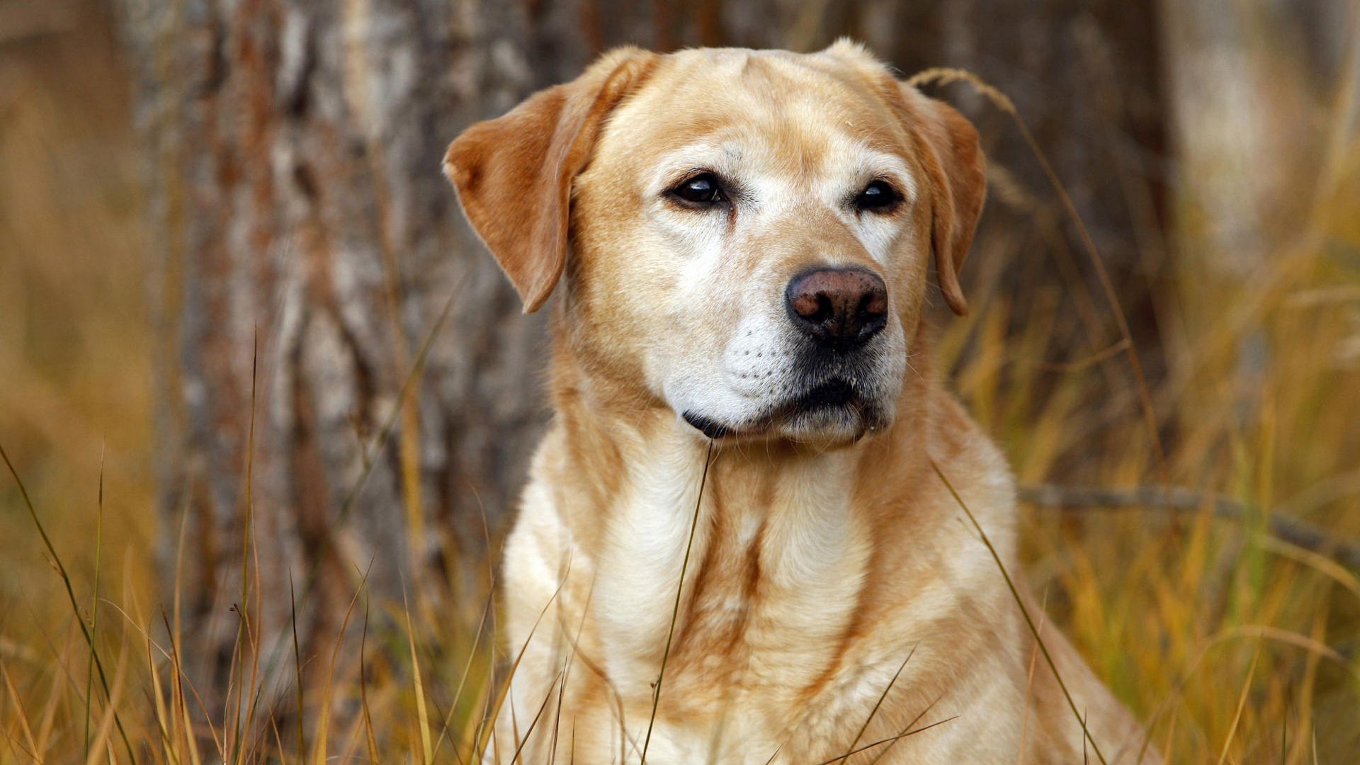 Wallpaper Labrador retriever Dog hd wallpapers