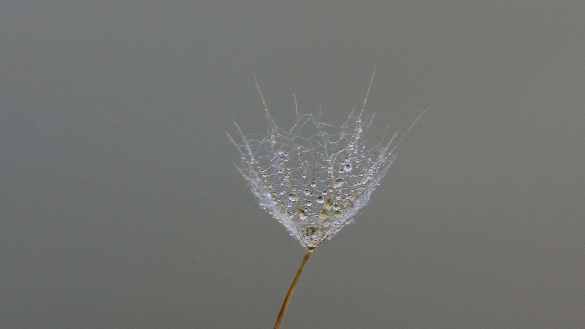 Wallpaper Dandelion flower, drops, minimal