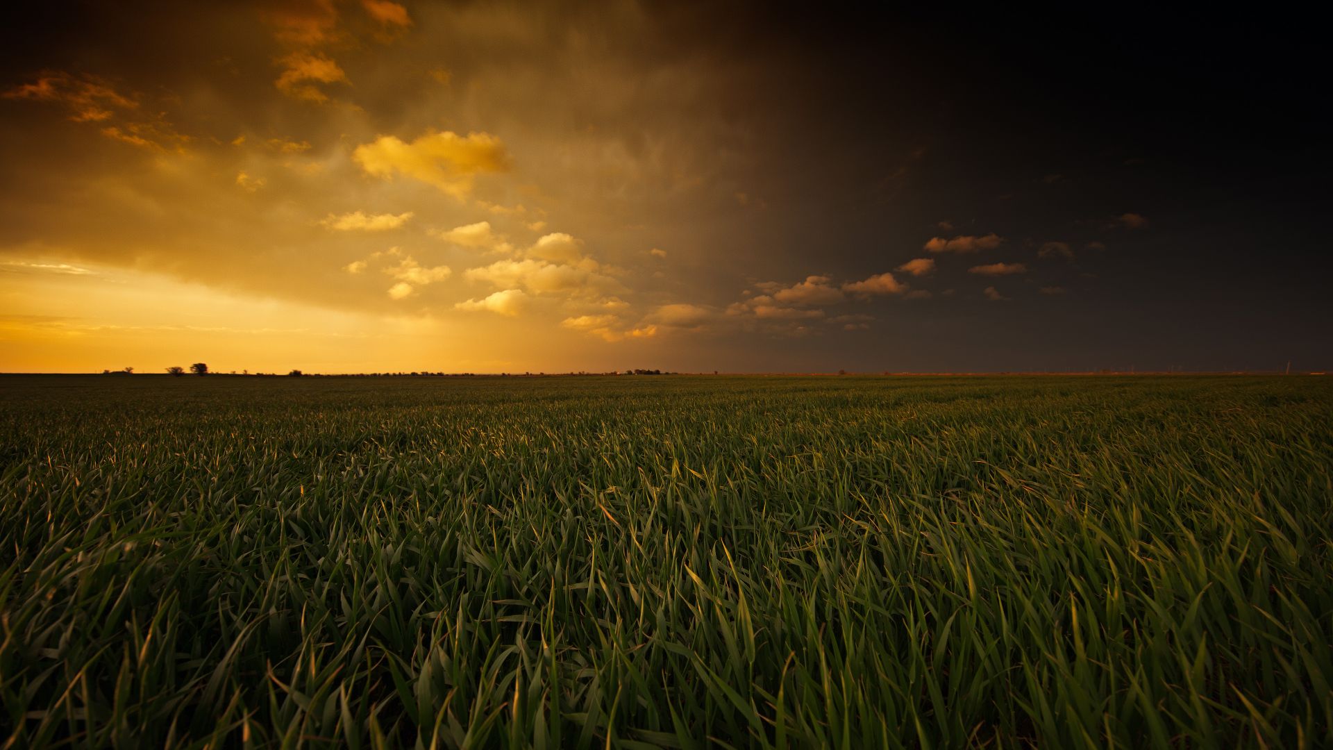 Wallpaper Sunset and grass fields