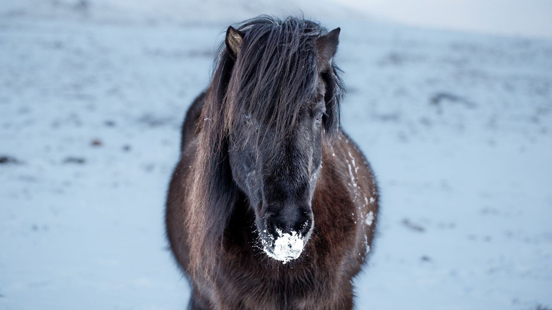 Wallpaper Icelandic horse, animal