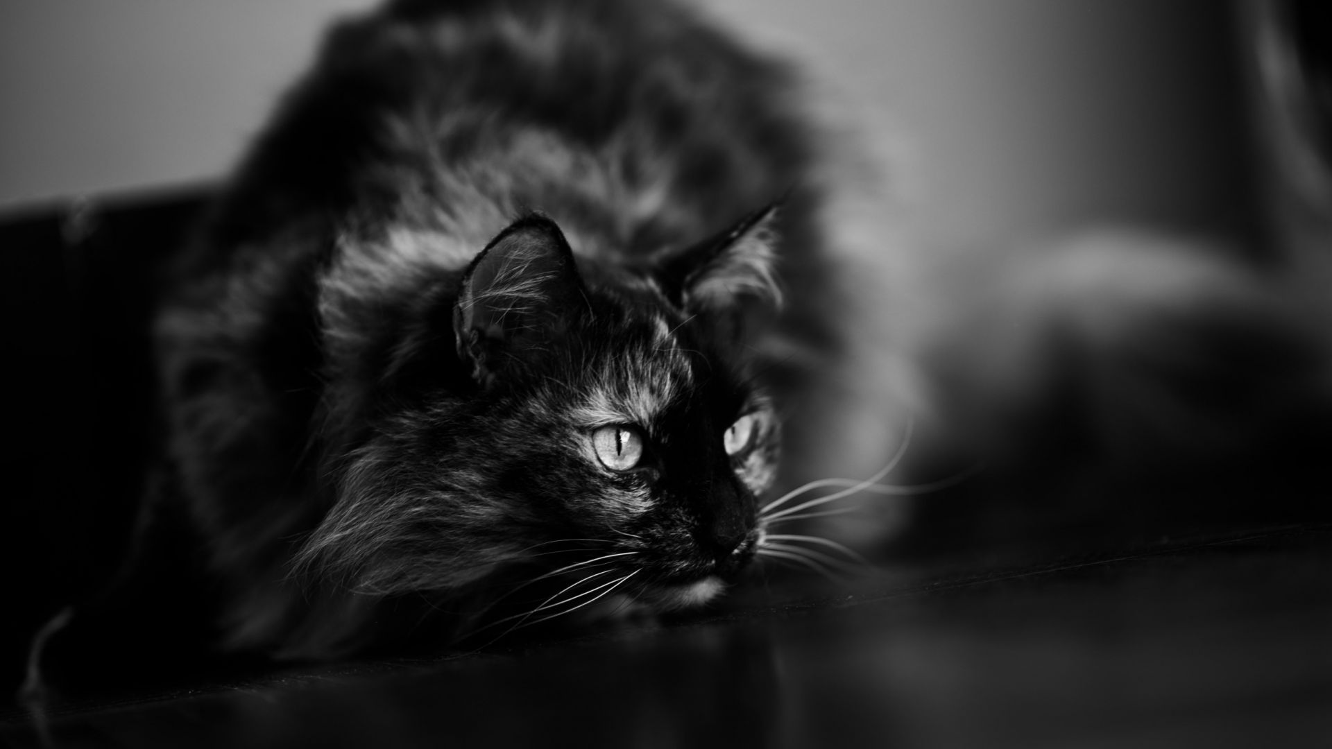 Wallpaper Cat, animal, monochrome