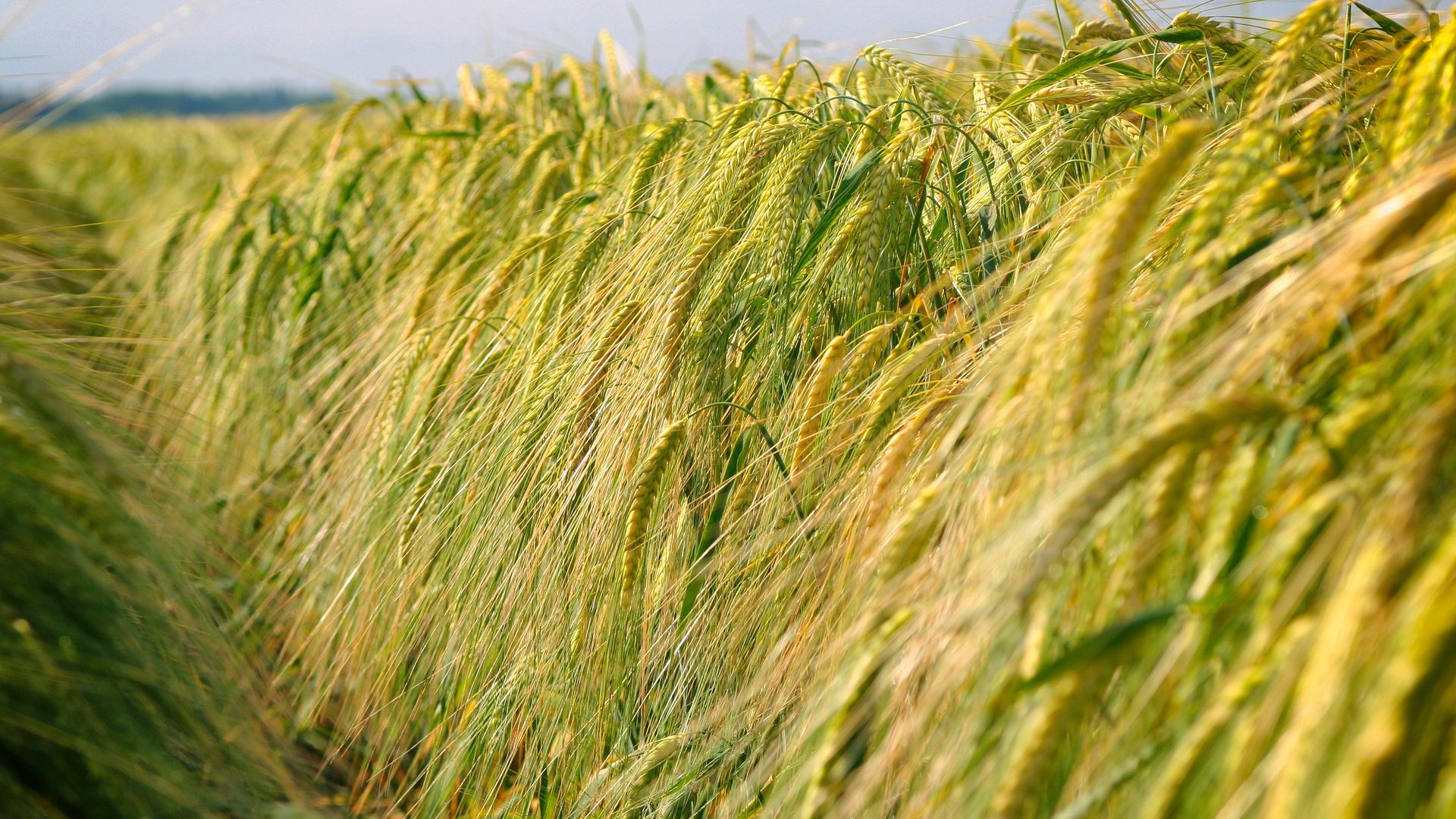 Wallpaper Cereal crops, grass threads