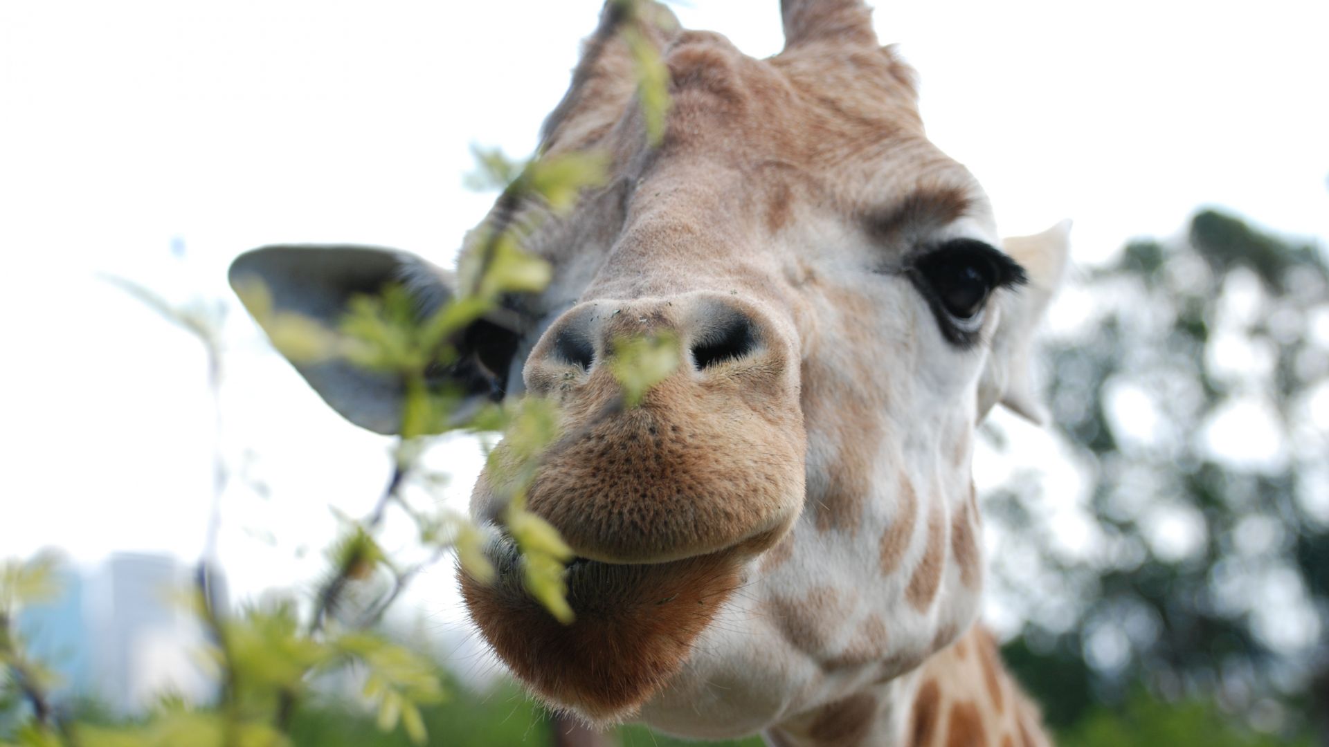 Wallpaper Giraffe, eat, leaves, head