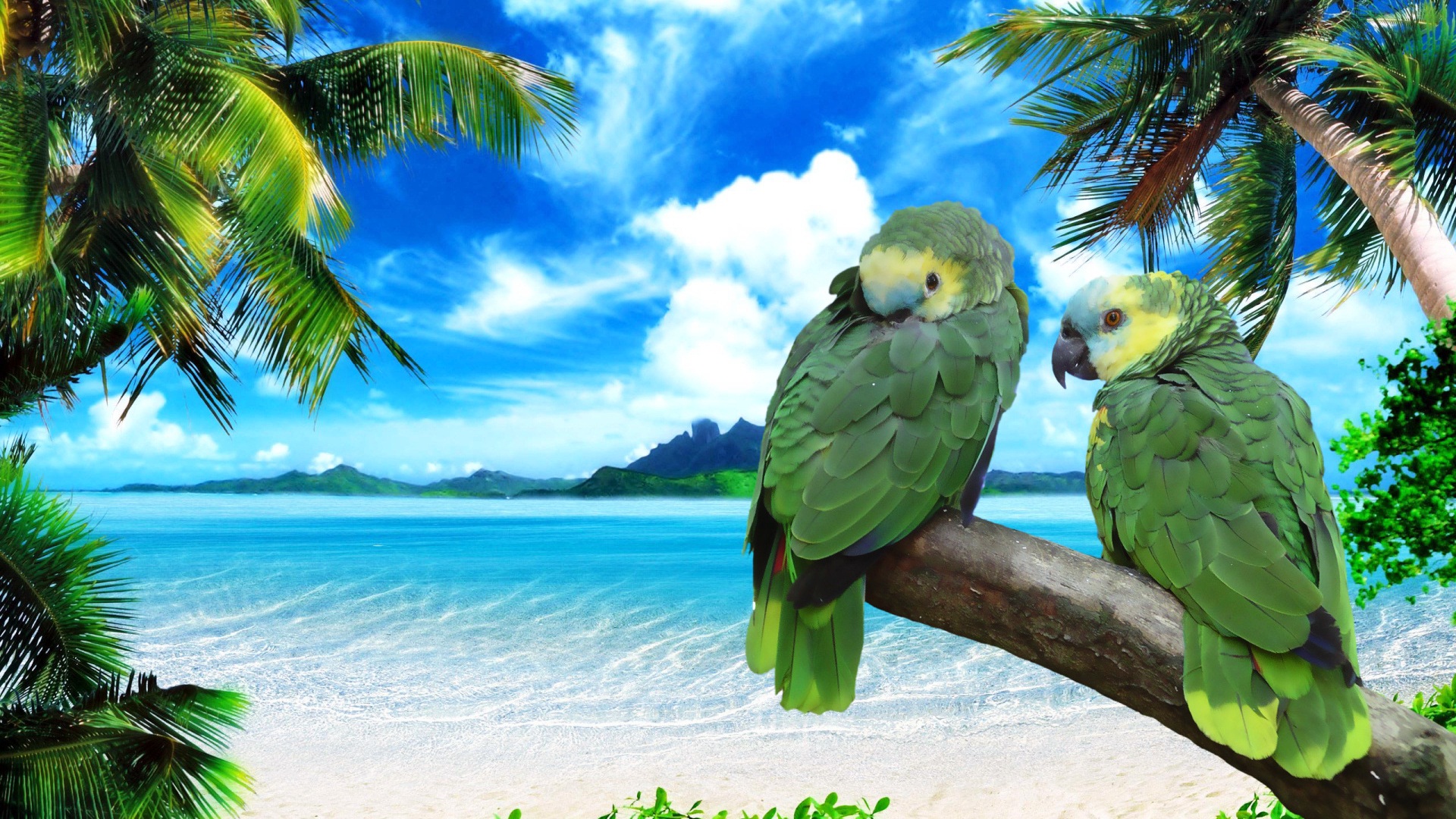 Wallpaper Green parrots