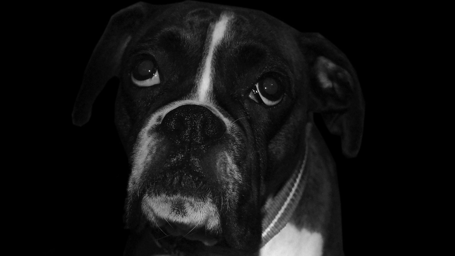 Wallpaper Boxer dog, sad, muzzle, monochrome