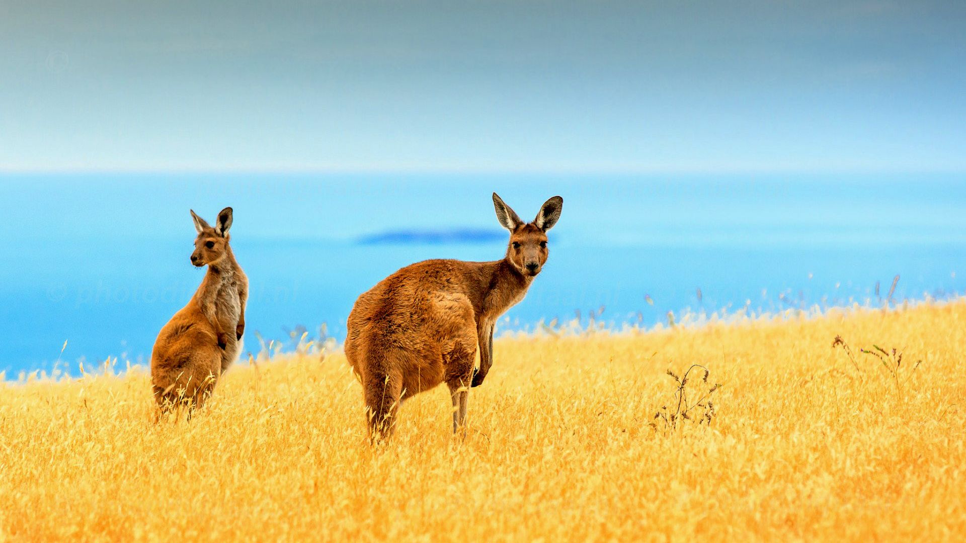 Wallpaper Kangaroo animal, landscape