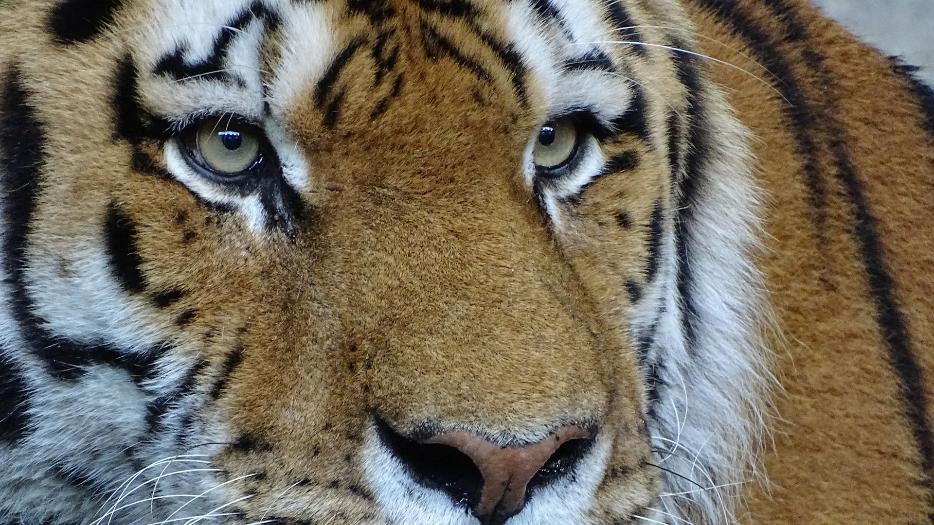 Wallpaper Tiger, very big cat, muzzle, eyes