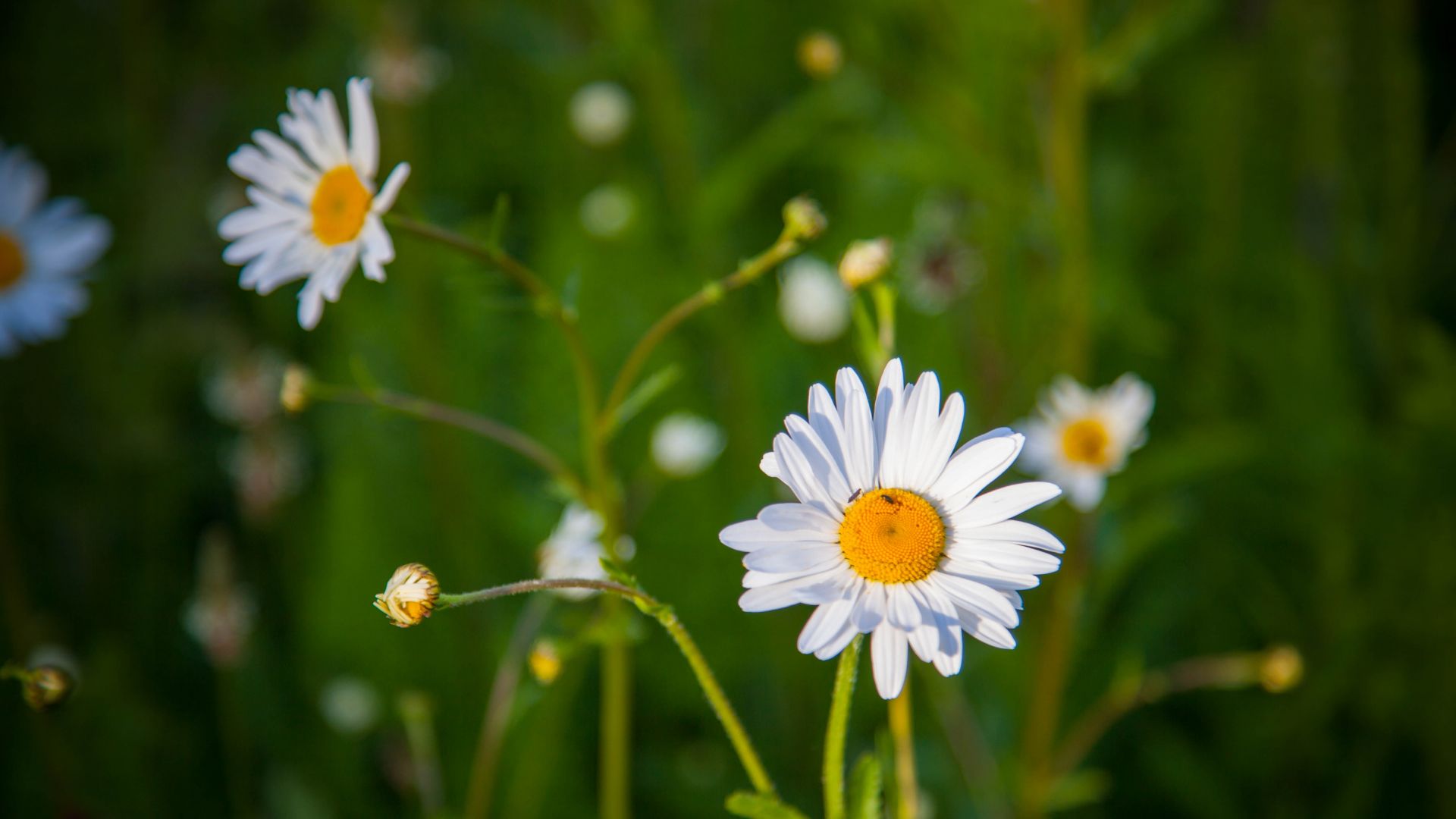 Wallpaper Daisy, flowers field, meadow, summer