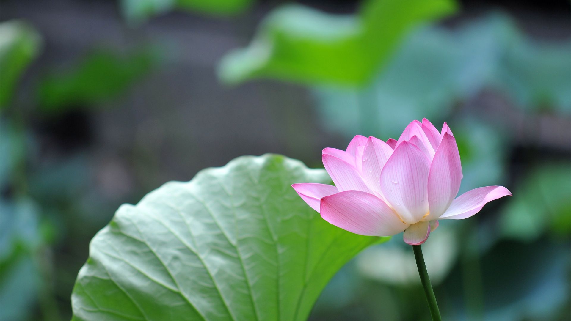 Wallpaper Pink lotus flower, leaves, close up