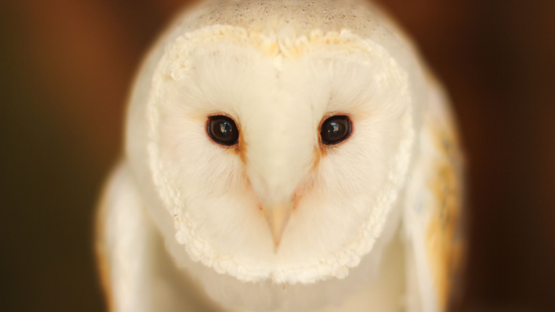 Wallpaper White owl, bird, head