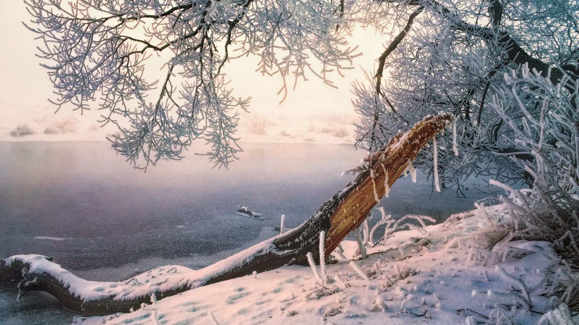 Wallpaper Winter frost on tree