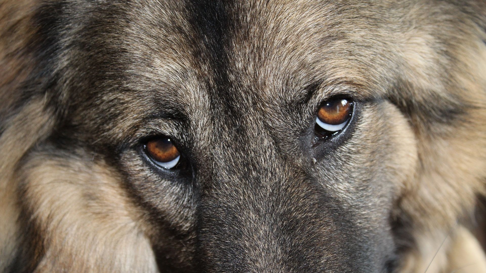 Wallpaper Dog eyes, sad, muzzle