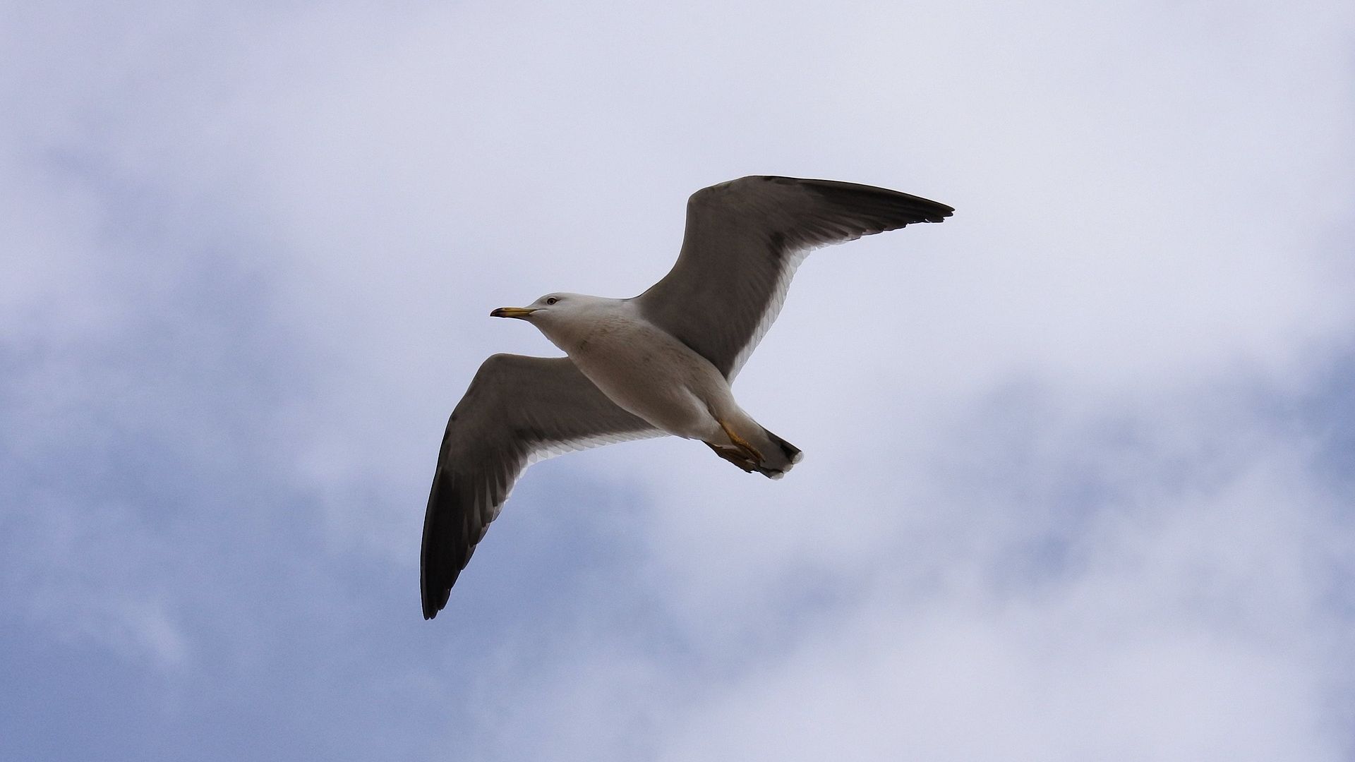 Wallpaper Seagull bird, flying, water bird