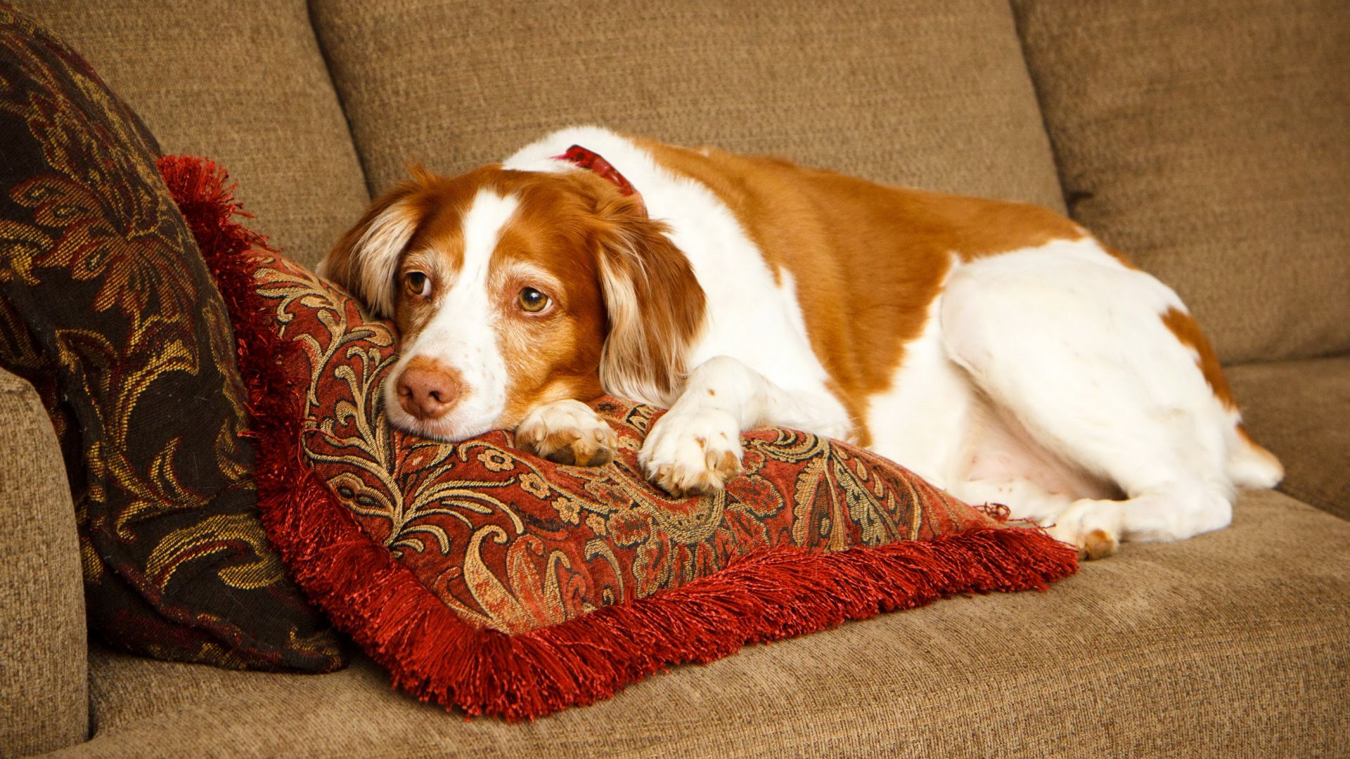 Wallpaper Dog on sofa, pet, spotted animal, relaxed