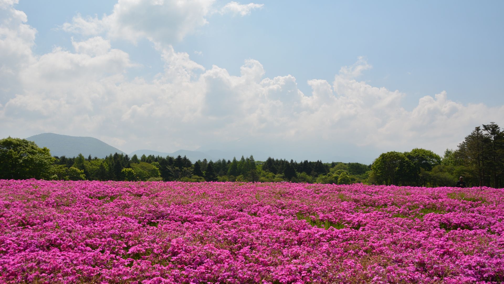 Wallpaper pink flowers Field in summer
