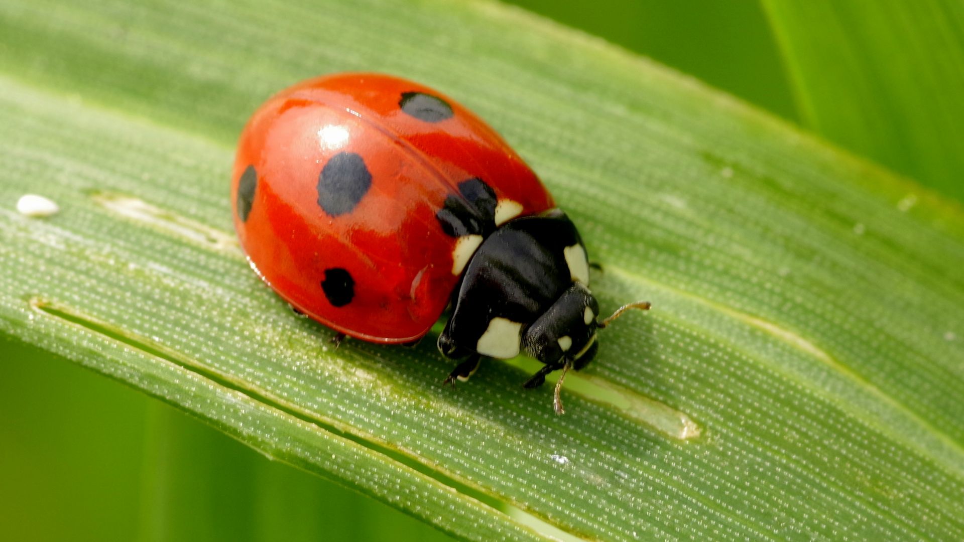 Wallpaper Macro, leaf, ladybug, insect, red