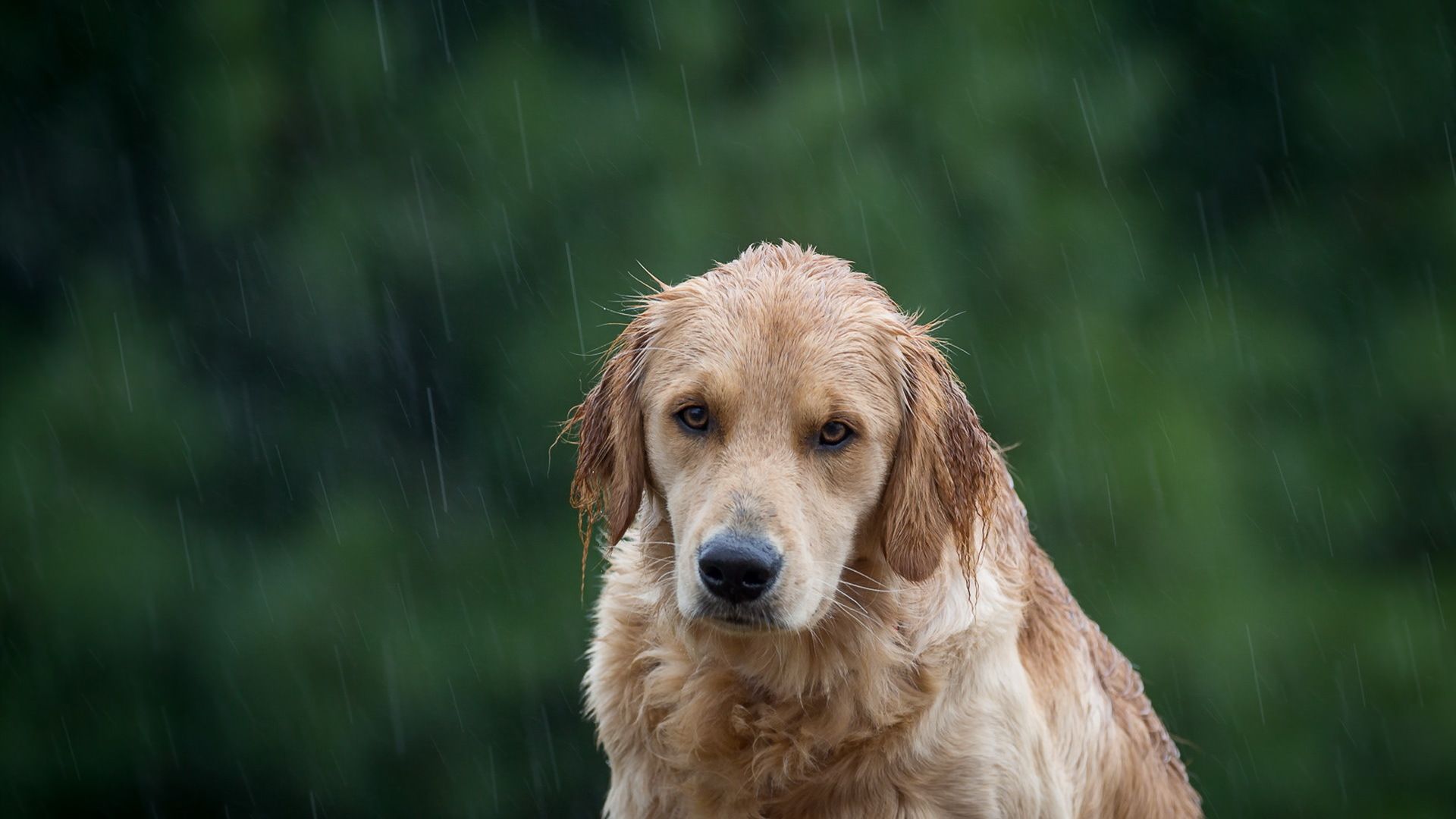 Wallpaper Golden retriever dog, enjoying rain