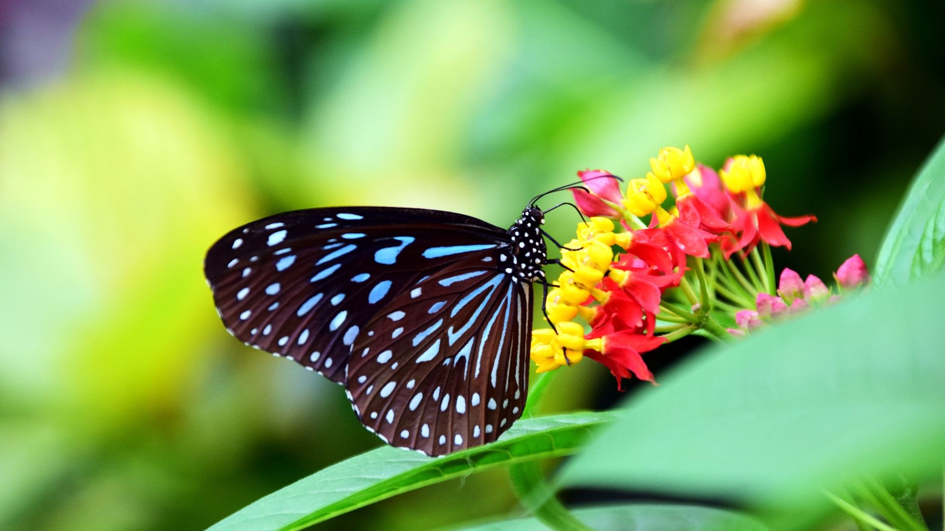 Wallpaper Butterfly, small colorful flowers