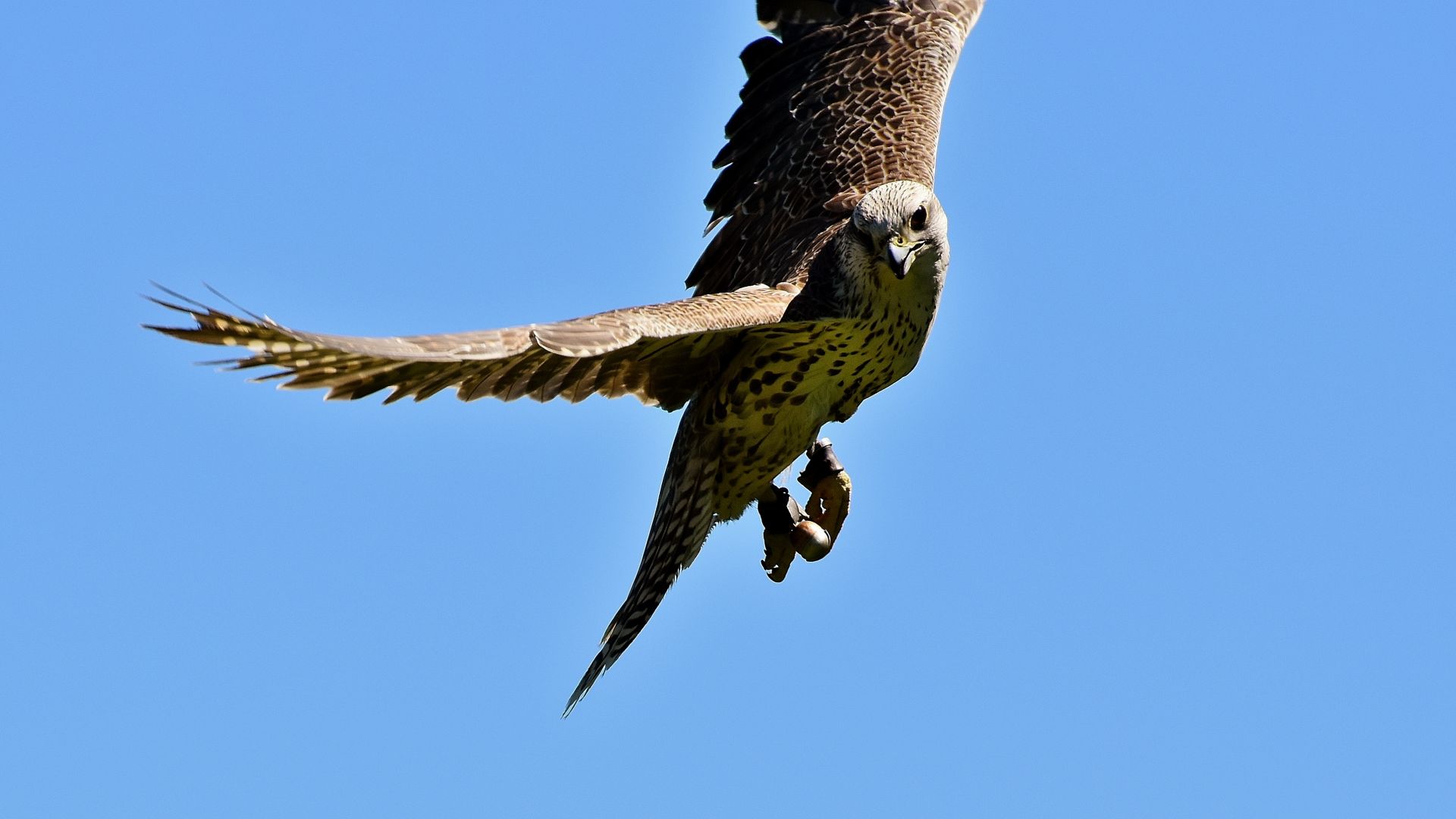 Wallpaper Falcon, raptor, predator, wing, fly, bird