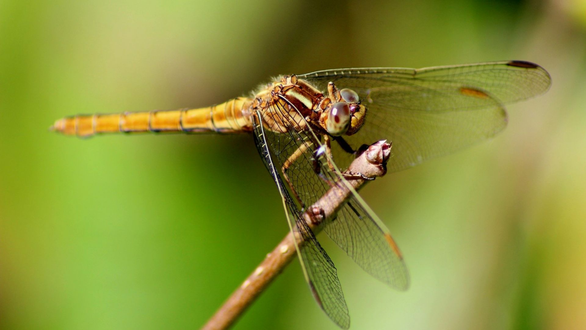 Desktop Wallpaper Dragonfly, Insect, Macro, Hd Image, Picture ...