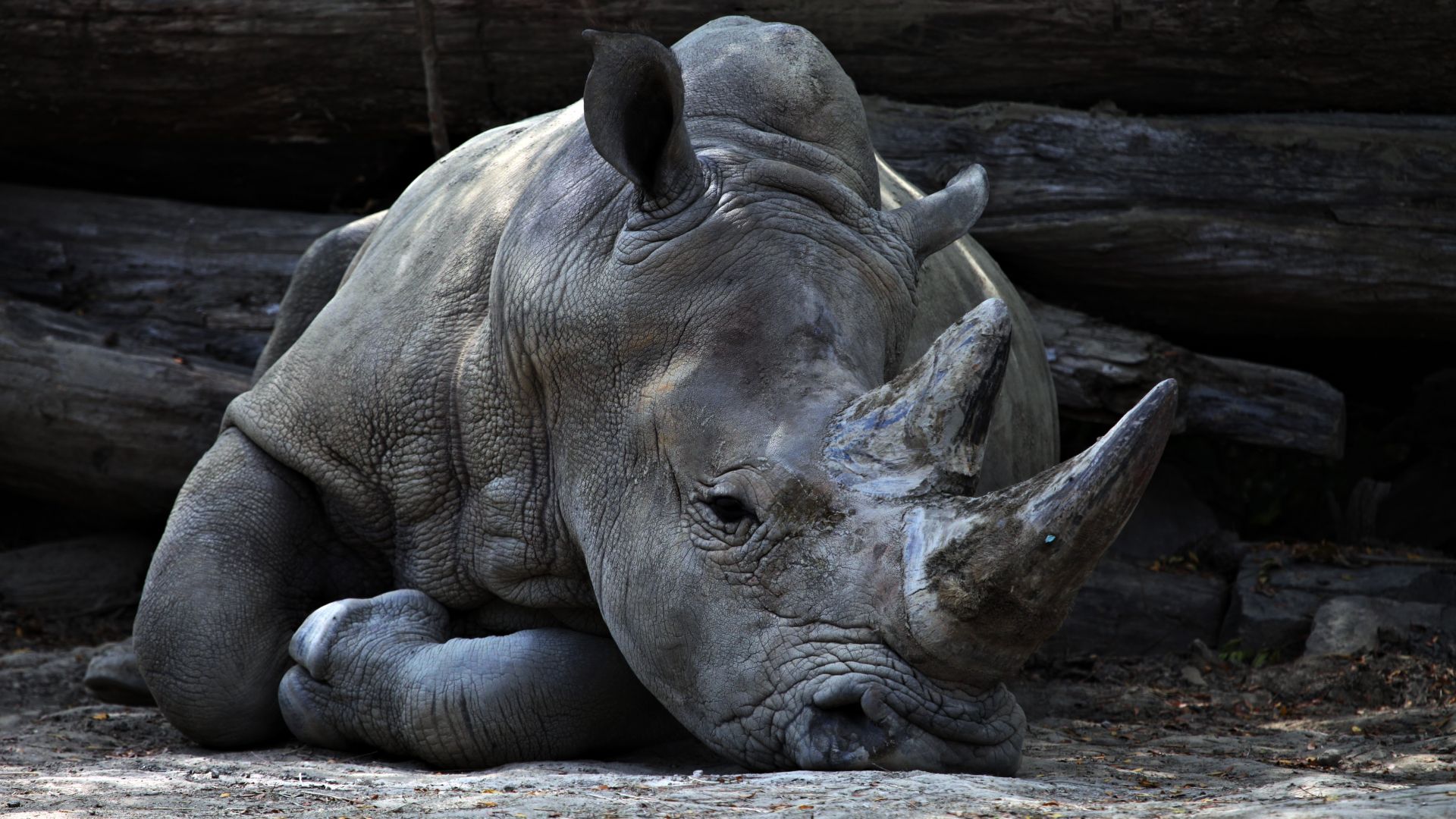 Wallpaper Rhinoceros, horn, lying