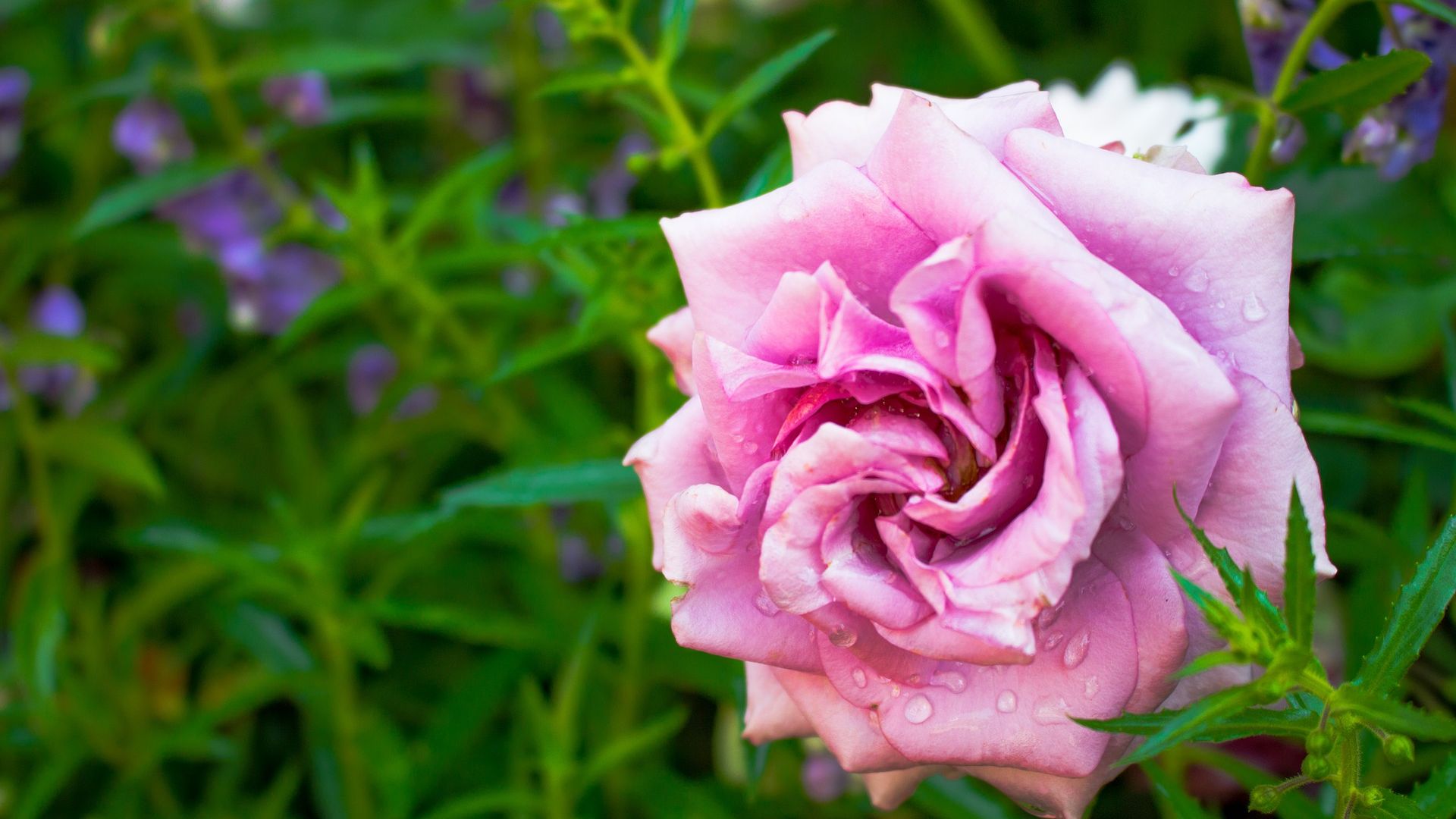 Wallpaper Pink rose, flower bud