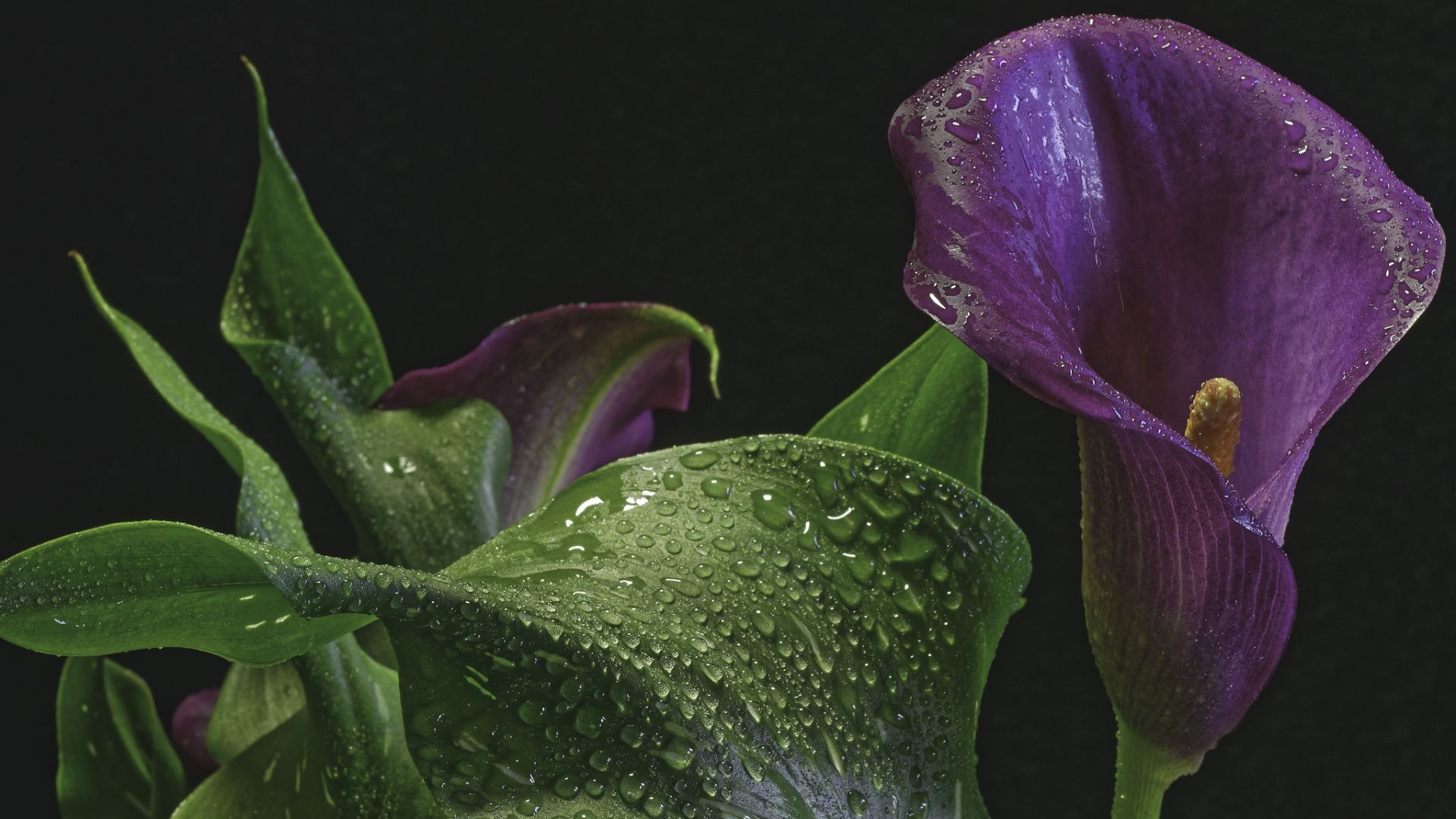 Wallpaper Calla lily, Arum-lily, purple flower, close up, water drops