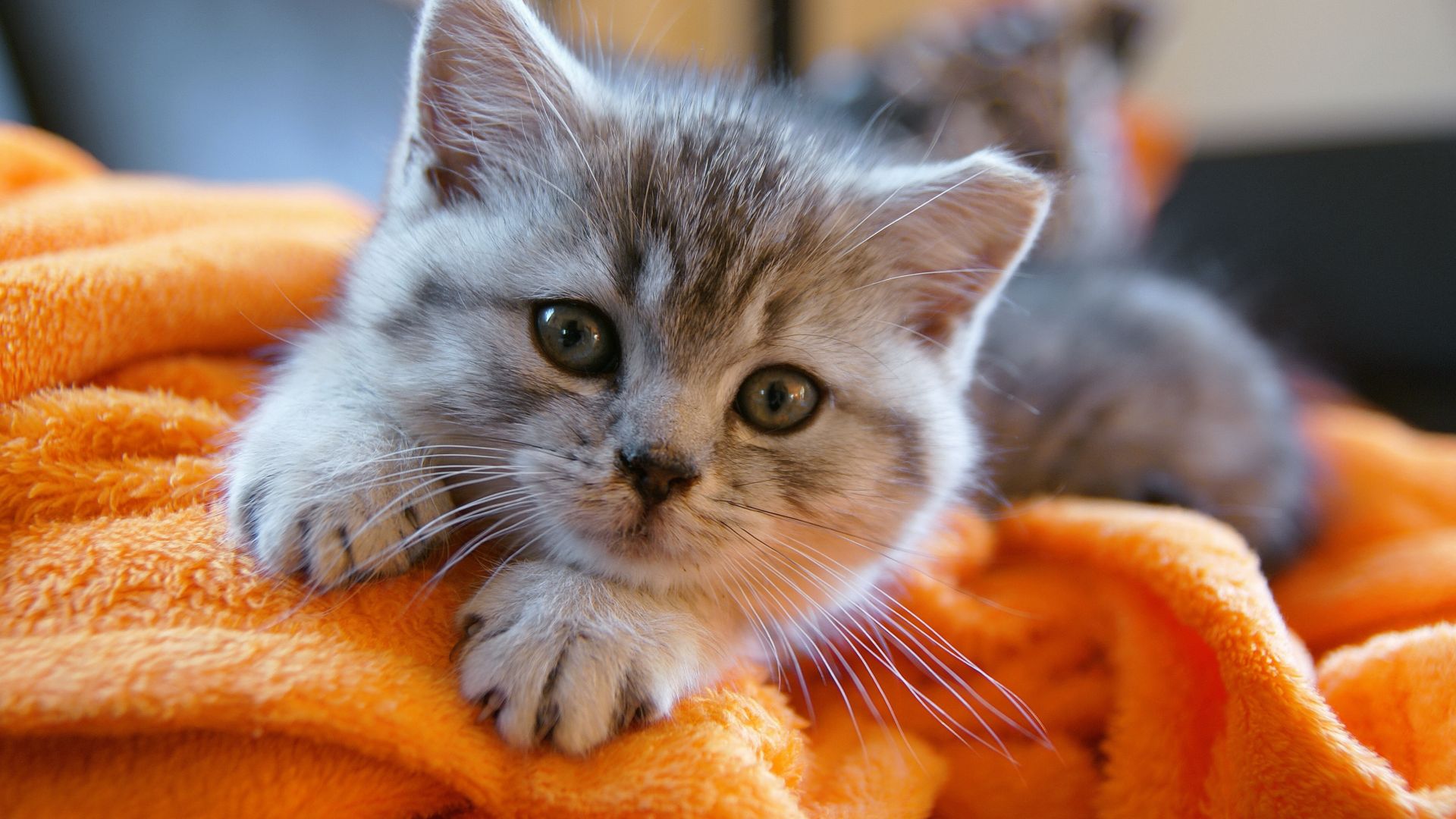 Wallpaper Cute kitten, stare, towel, domestic animal