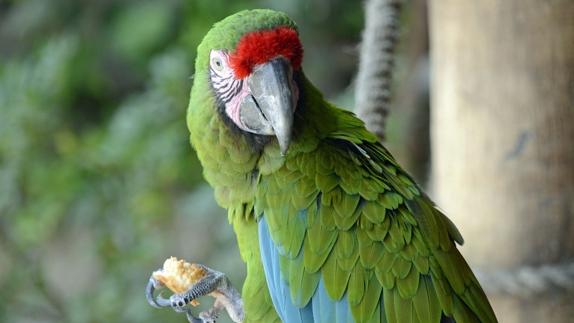 Wallpaper Parrot bird, eating