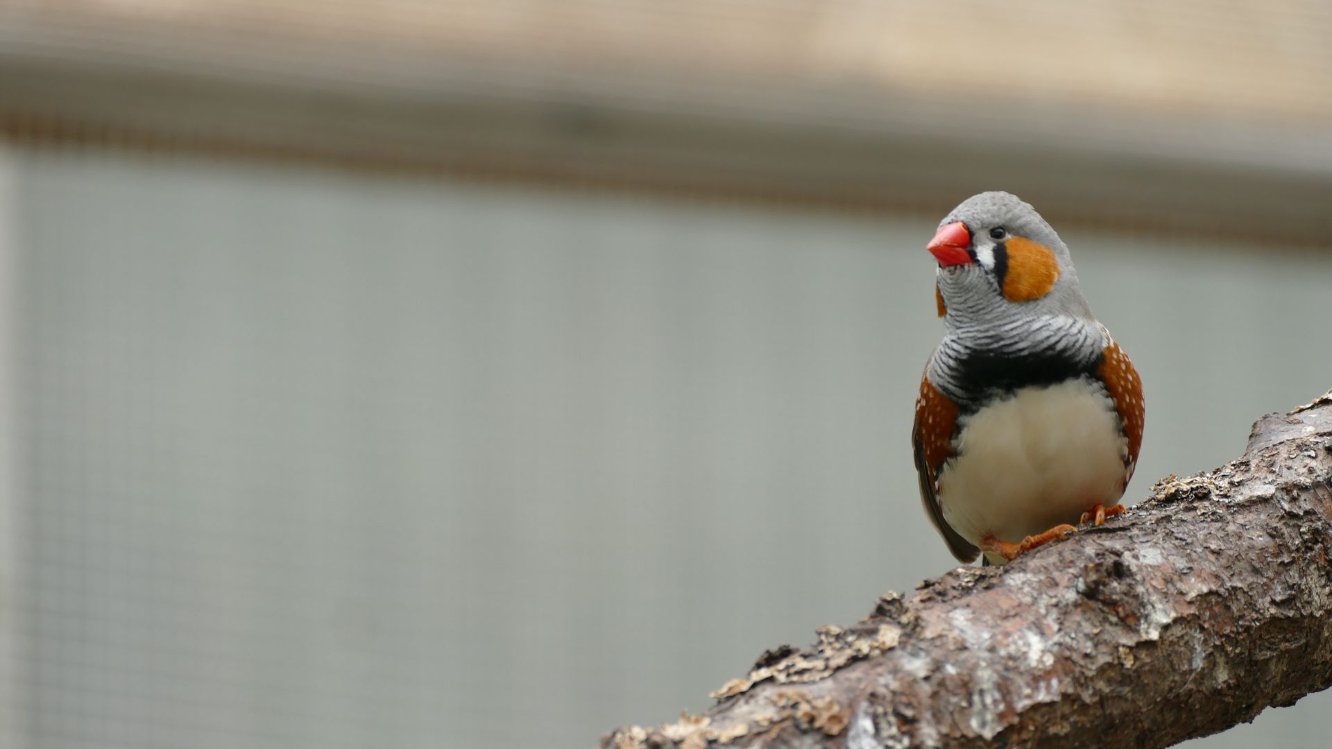 Wallpaper Red crossbill, red beak bird, cute bird