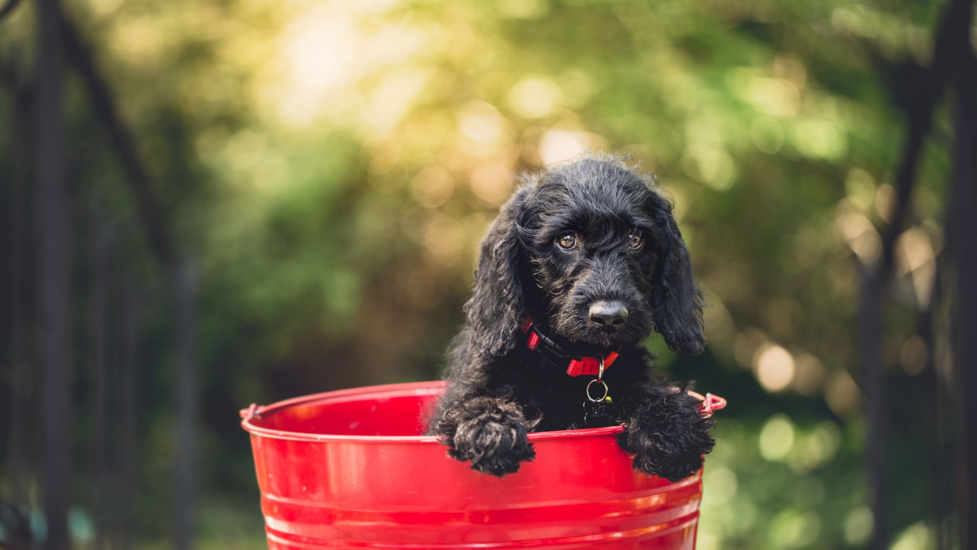 Wallpaper Dog puppy, bucket, sitting