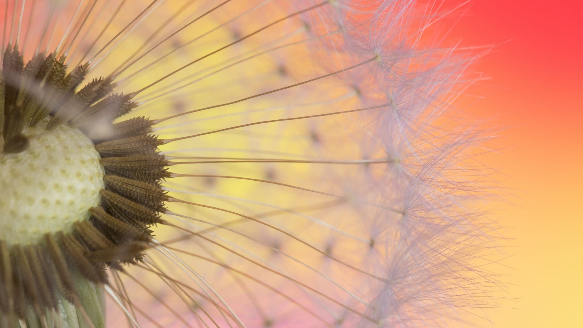 Wallpaper Dandelion, beautiful, seeds, close up