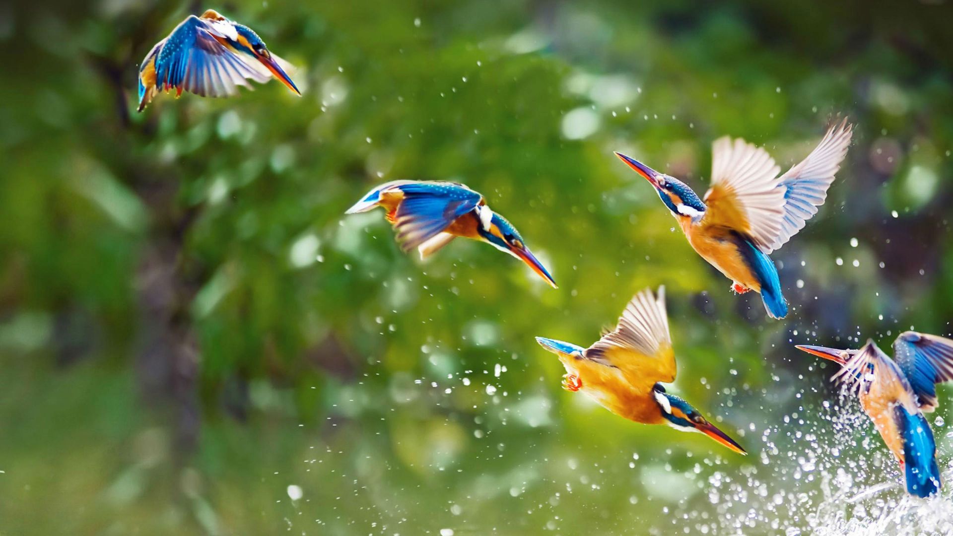 Wallpaper Lovely kingfisher birds