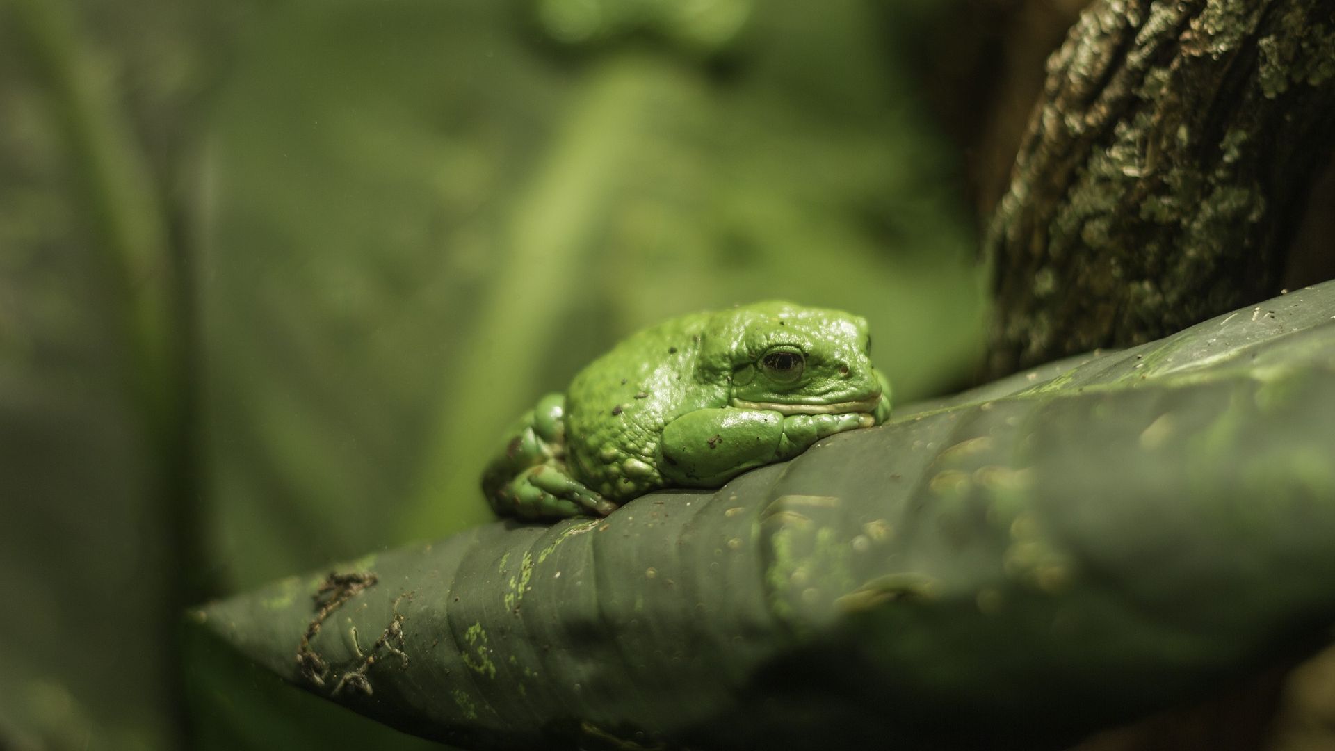 Wallpaper Tropical frog, green toad, animal