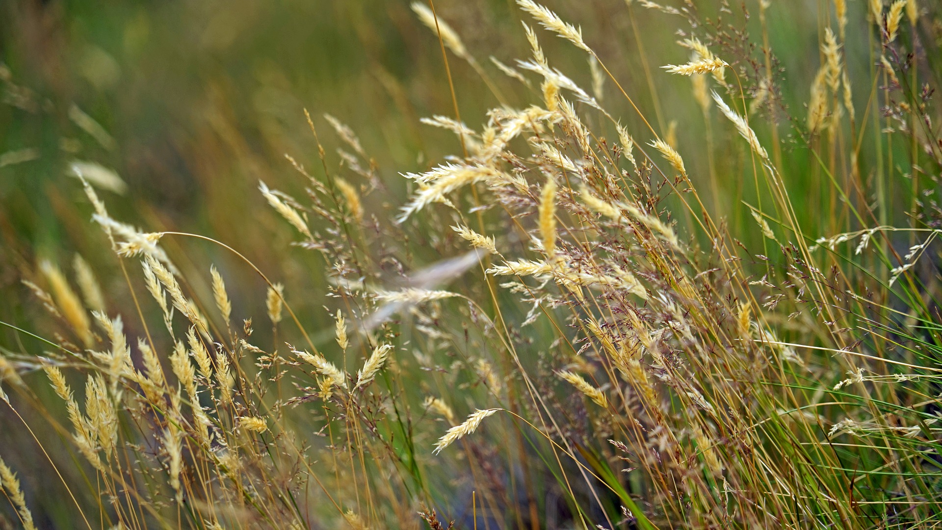 Wallpaper Meadow, grass threads