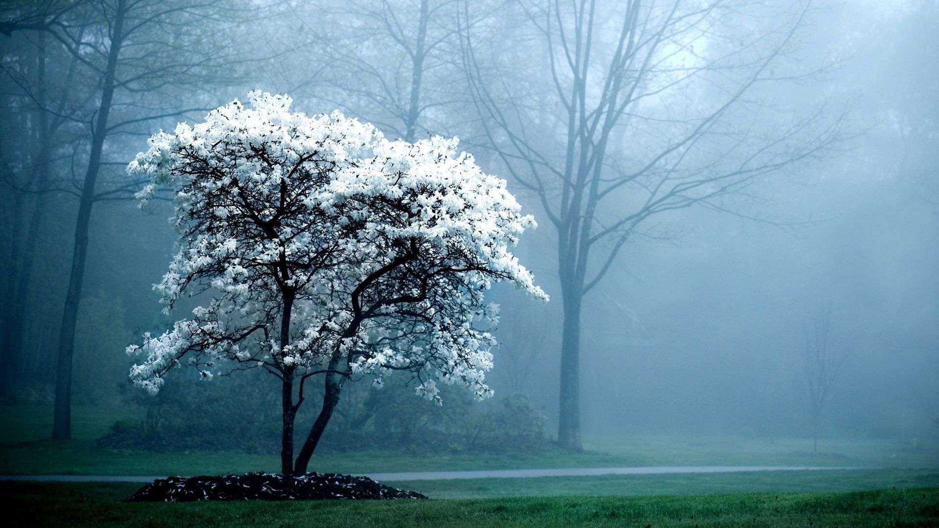 Wallpaper Winter, blossom, tree, nature, mist