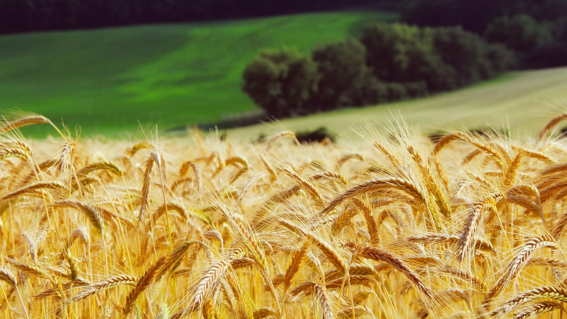 Wallpaper Golden Wheat field, landscape