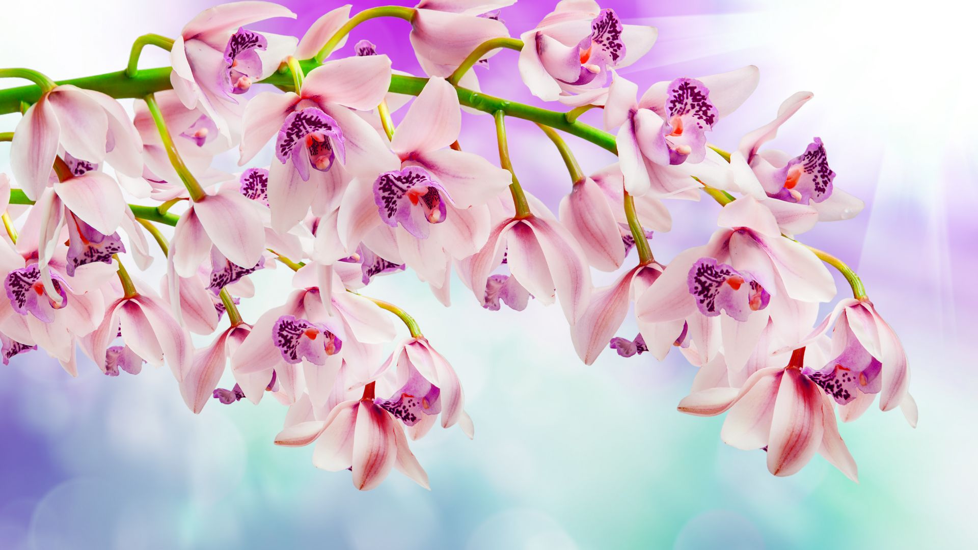 Wallpaper Orchid, pink flowers, spring
