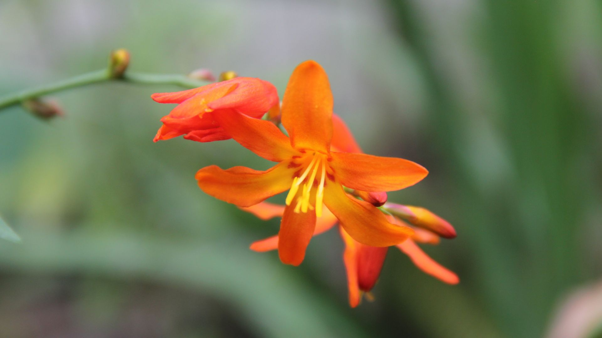 Wallpaper Orange flower close up