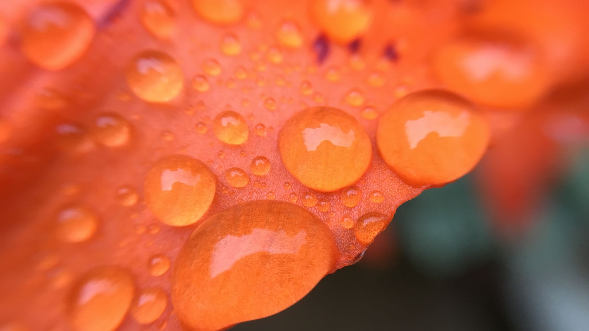 Wallpaper Rain drops on petals, flower