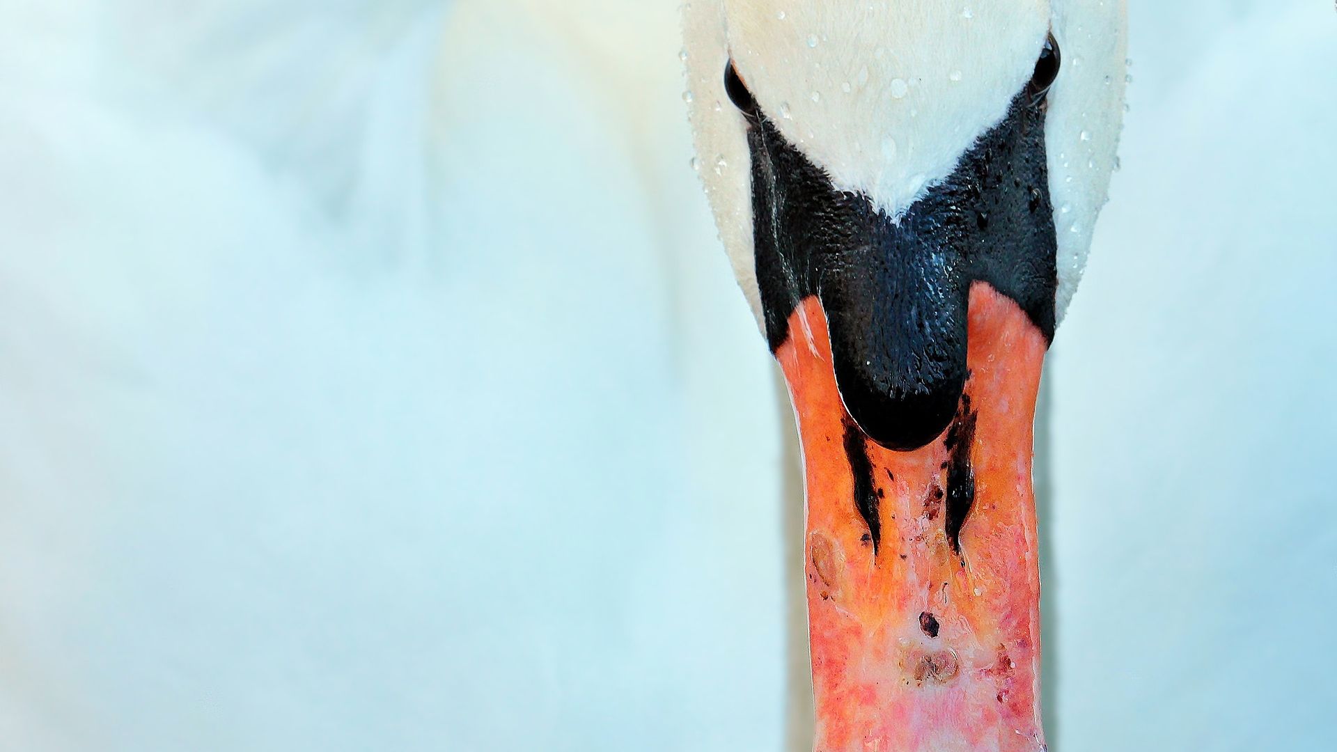 Wallpaper White swan, bird, beak, close up