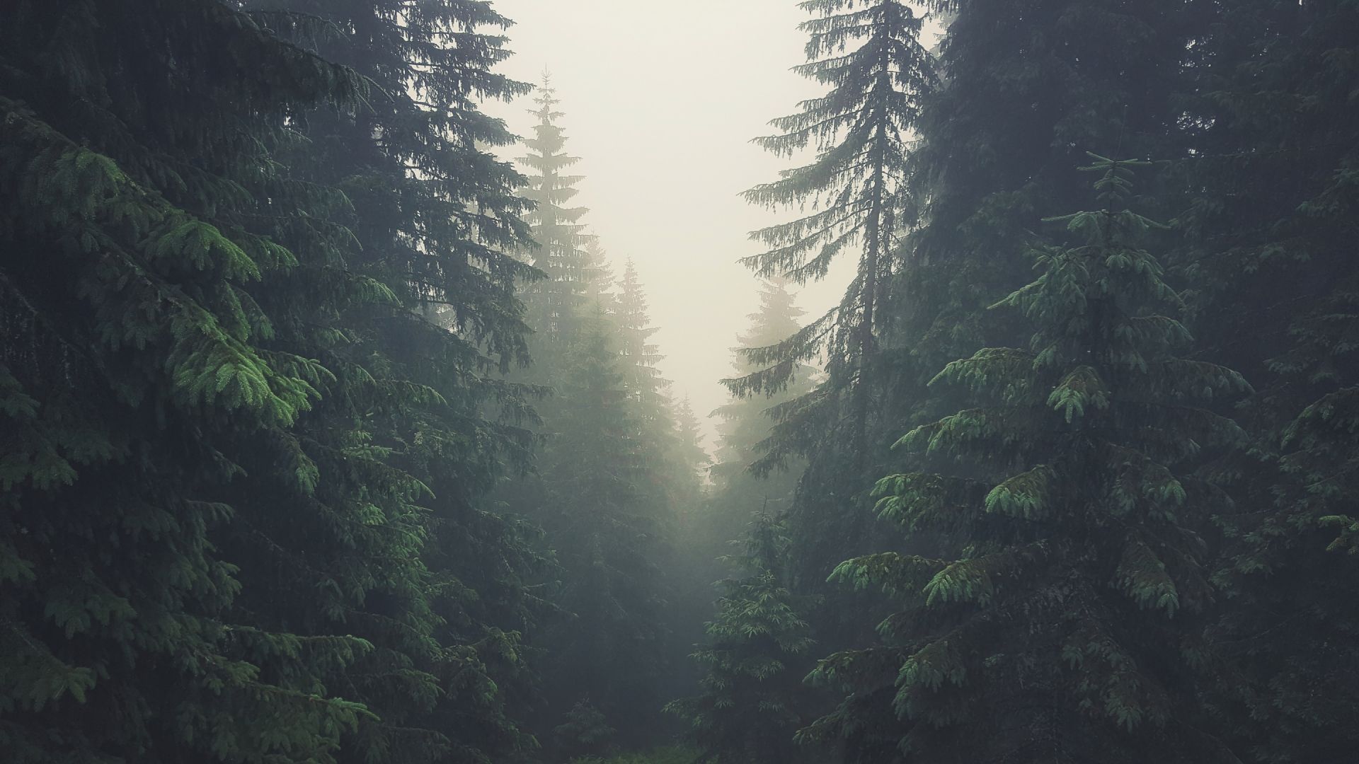 Wallpaper Tree of forest, green tree, mist