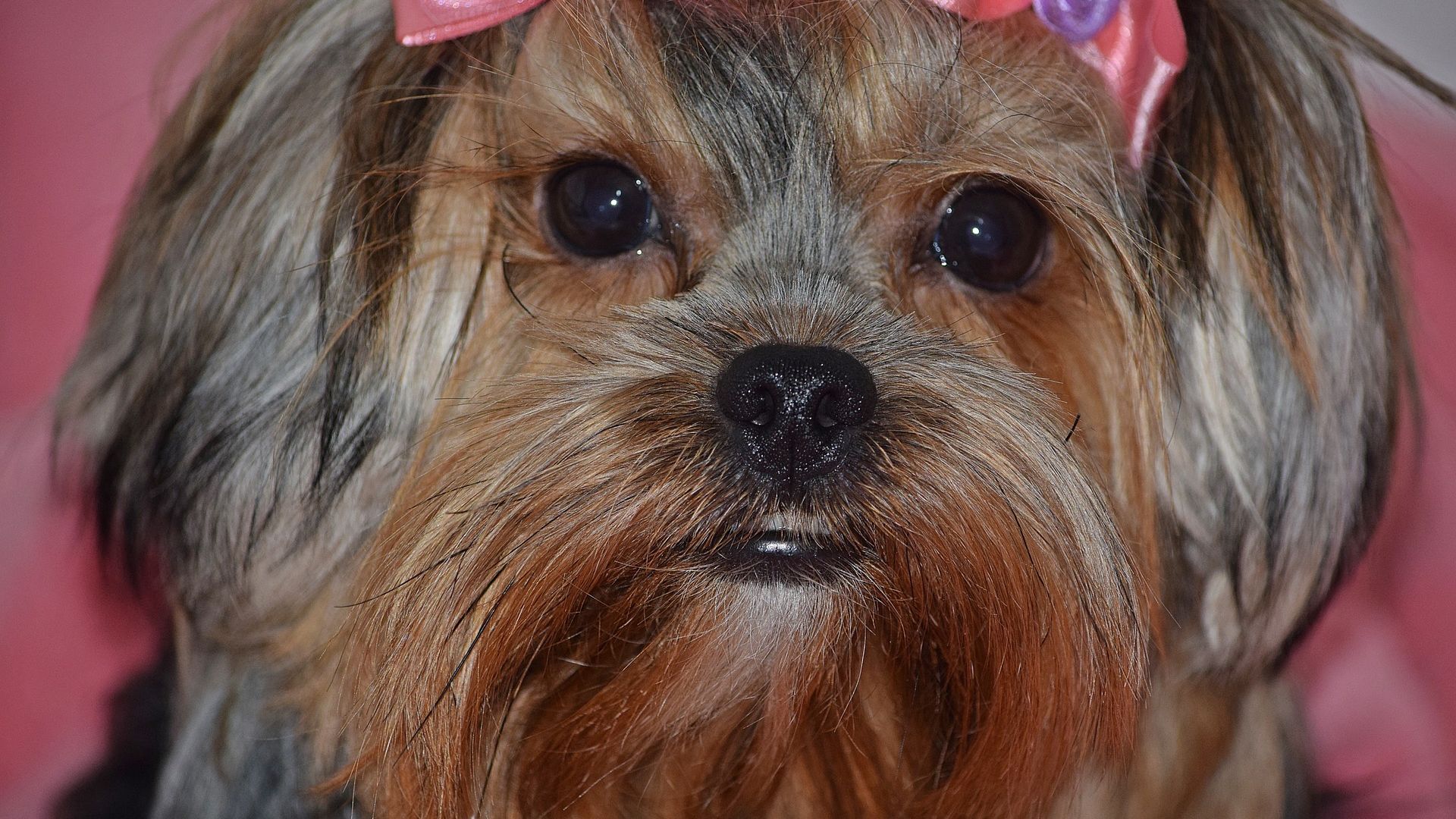Wallpaper Yorkshire Terrier, domestic animal, muzzle