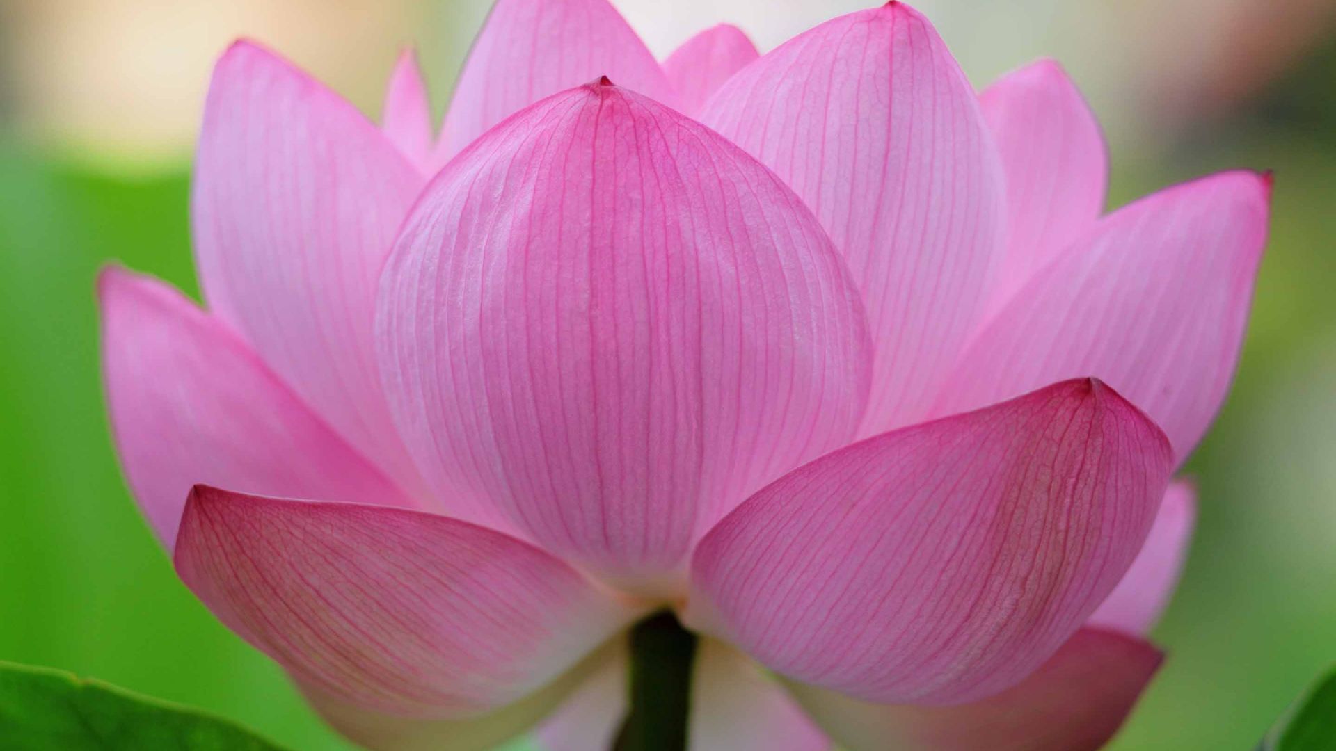 Wallpaper Pink lotus flower close up