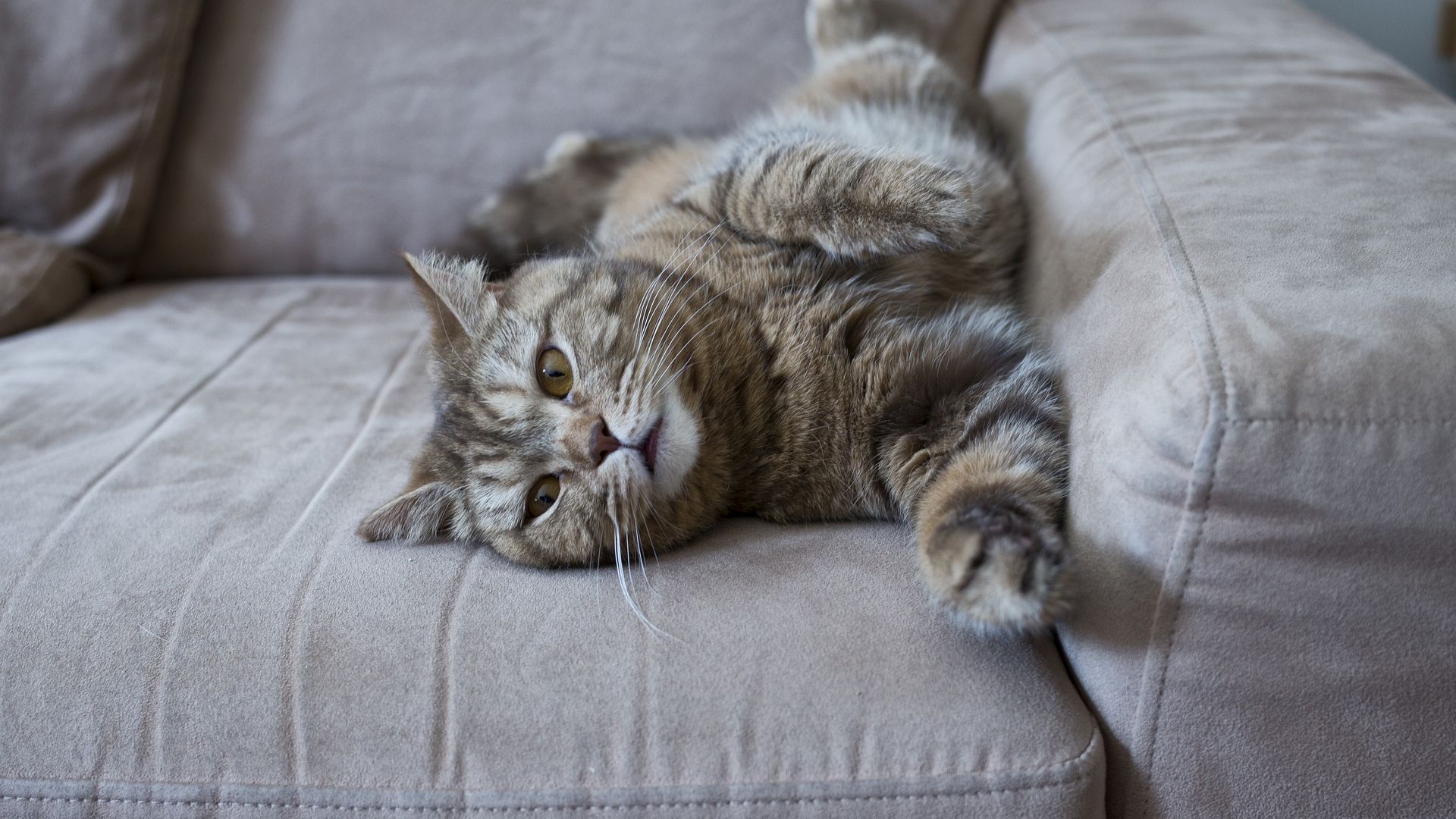 Wallpaper Lazy cat on sofa, lying