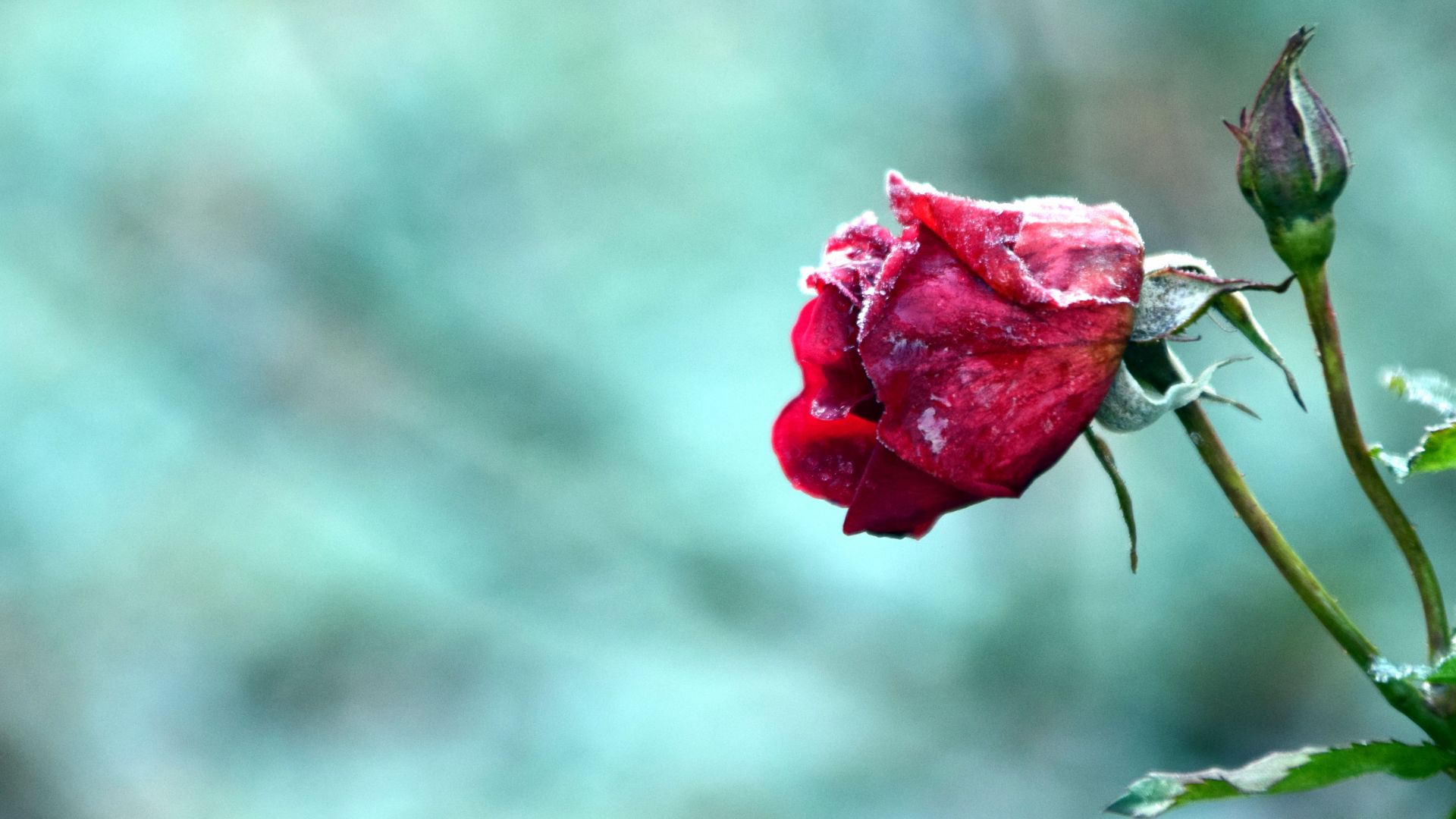 Wallpaper Red Rose, flower bud, snow frost