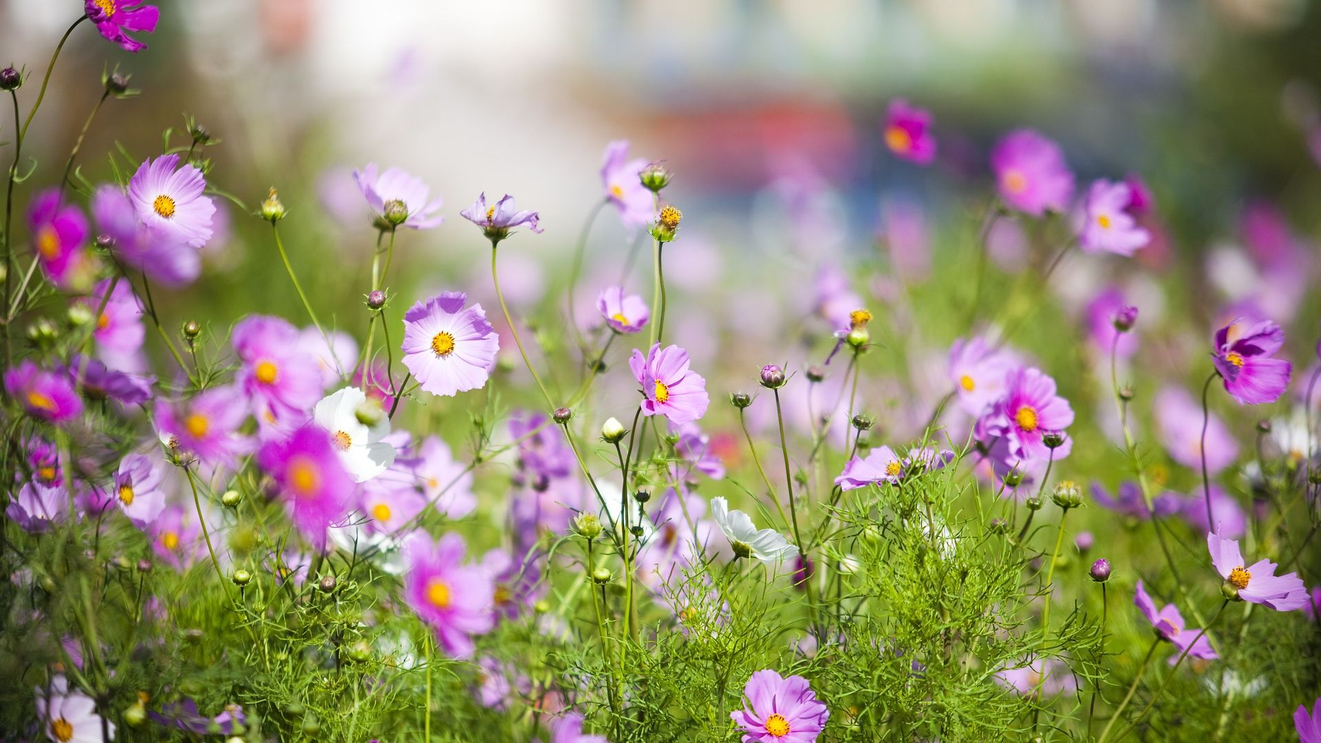 Wallpaper Grassland, meadow, purple flowers